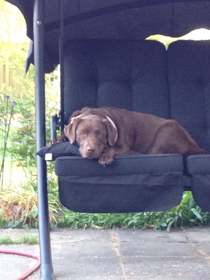 Labrador retriever Molli billede 15