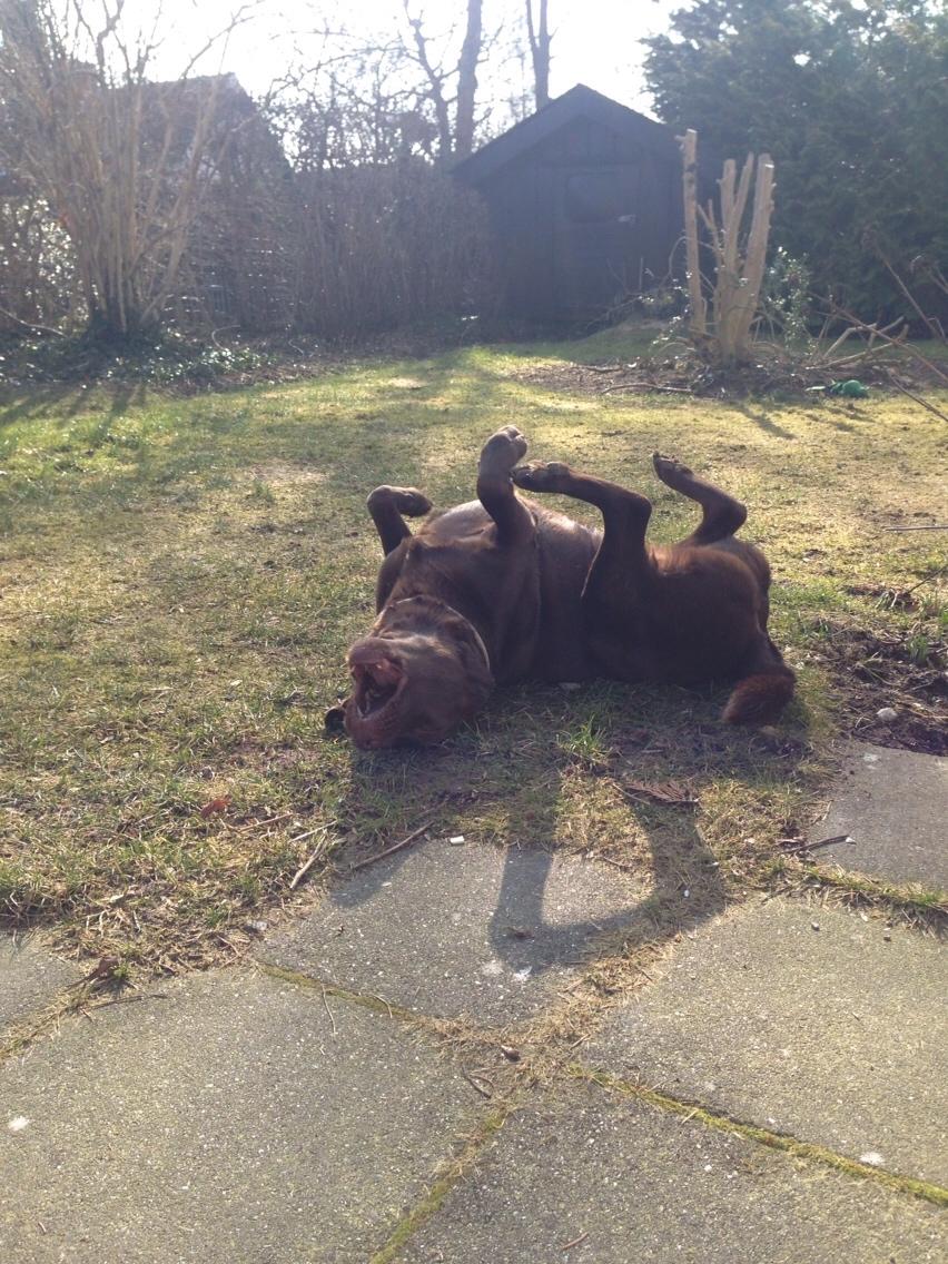 Labrador retriever Molli billede 16