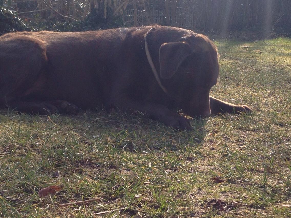 Labrador retriever Molli billede 19