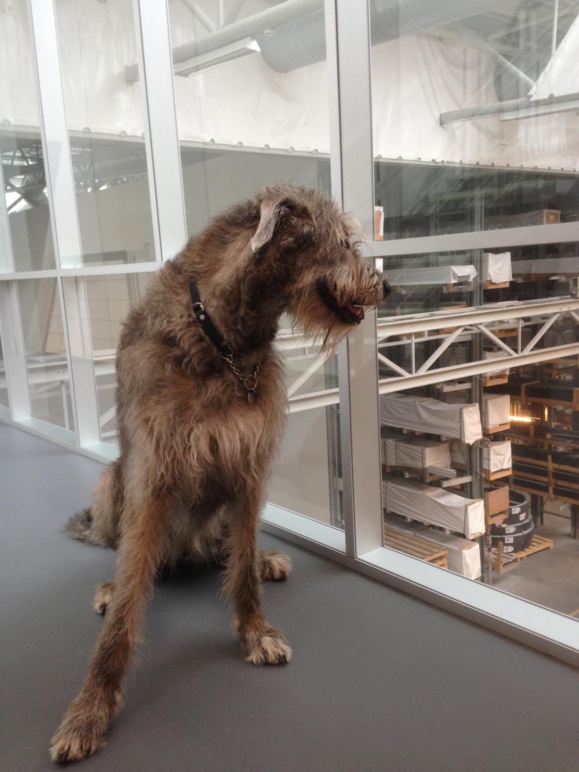 Irsk ulvehund Nova - Med mor på job billede 23