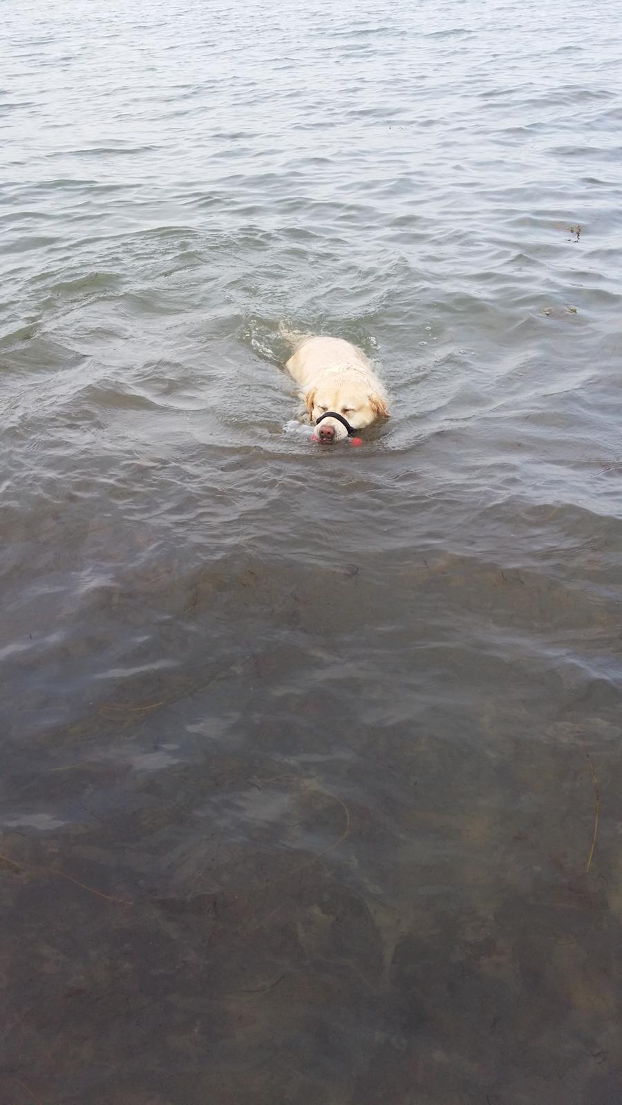 Labrador retriever tanja billede 18