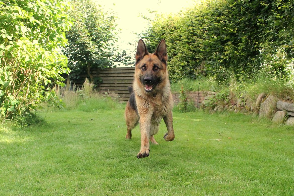 Schæferhund Kato - 19-07-2016 billede 14