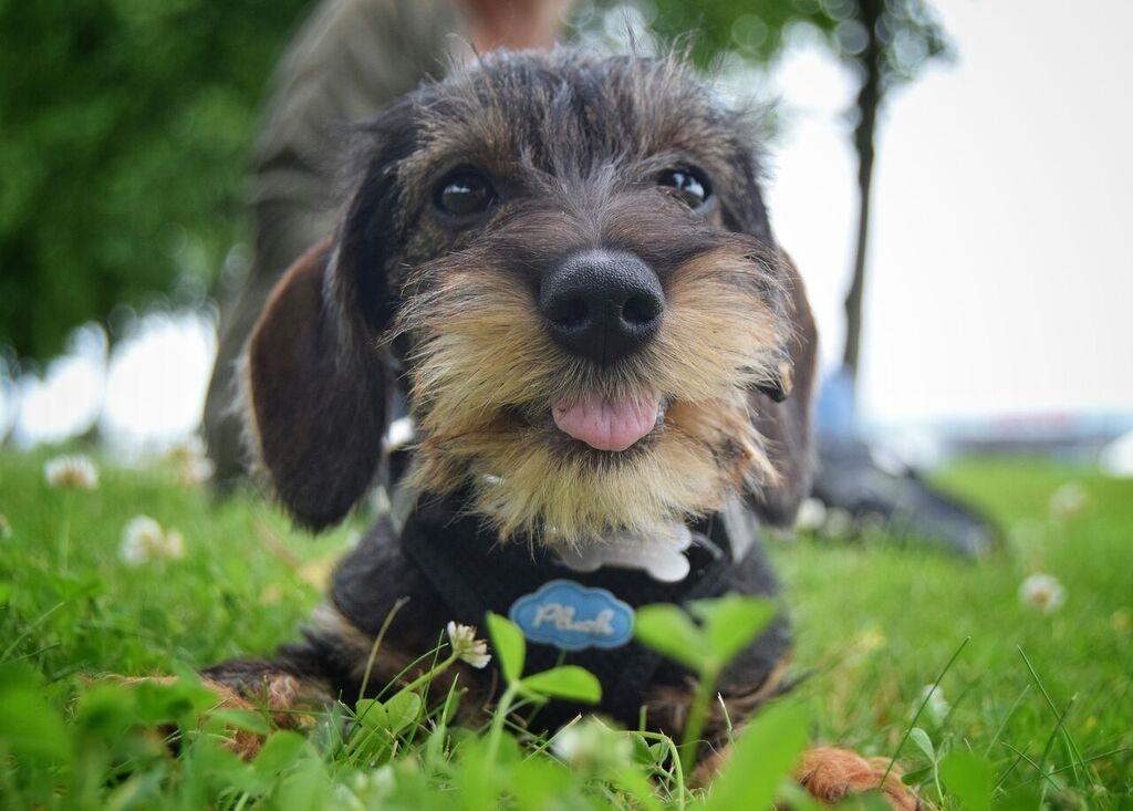 Dværggravhund Agnes. ( Himmelhund ) billede 30