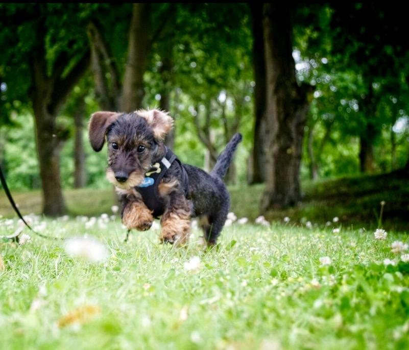 Dværggravhund Agnes. ( Himmelhund ) billede 29