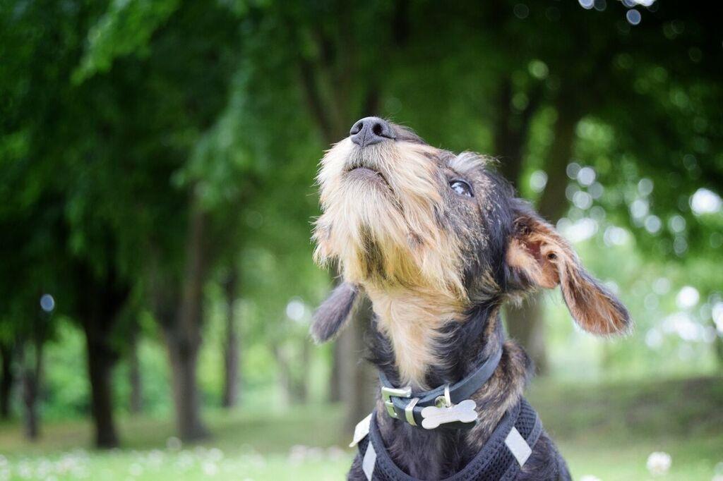 Dværggravhund Agnes. ( Himmelhund ) billede 32