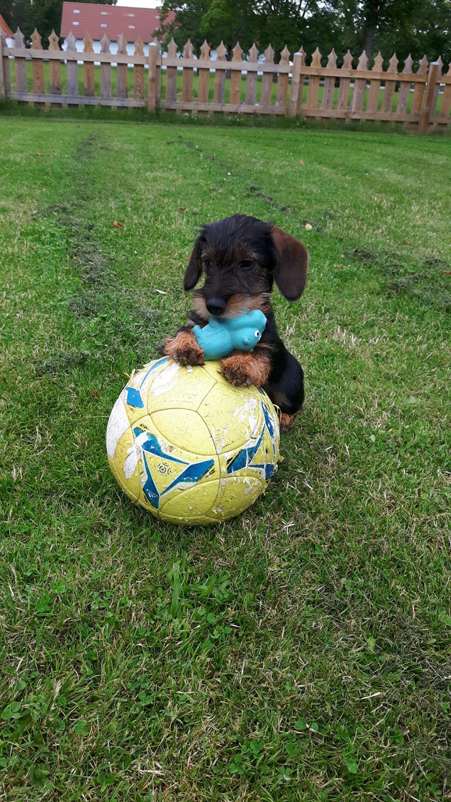 Dværggravhund Agnes. ( Himmelhund ) billede 34