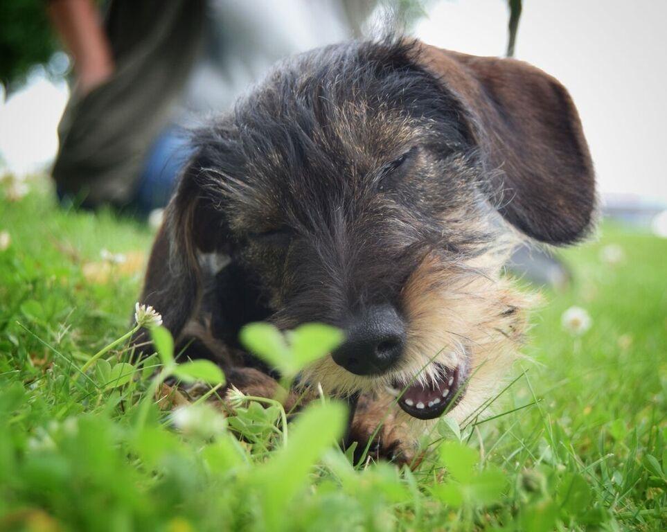 Dværggravhund Agnes. ( Himmelhund ) billede 31