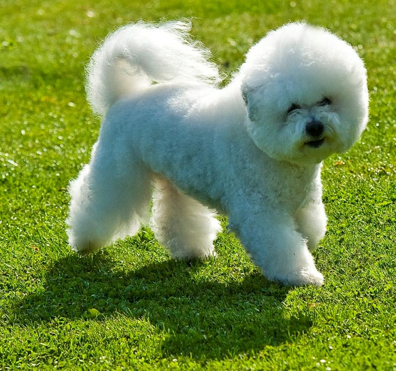 Bichon à poil frisé Zita billede 1