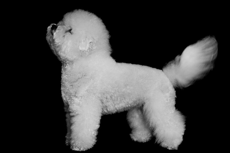 Bichon à poil frisé Zita billede 2
