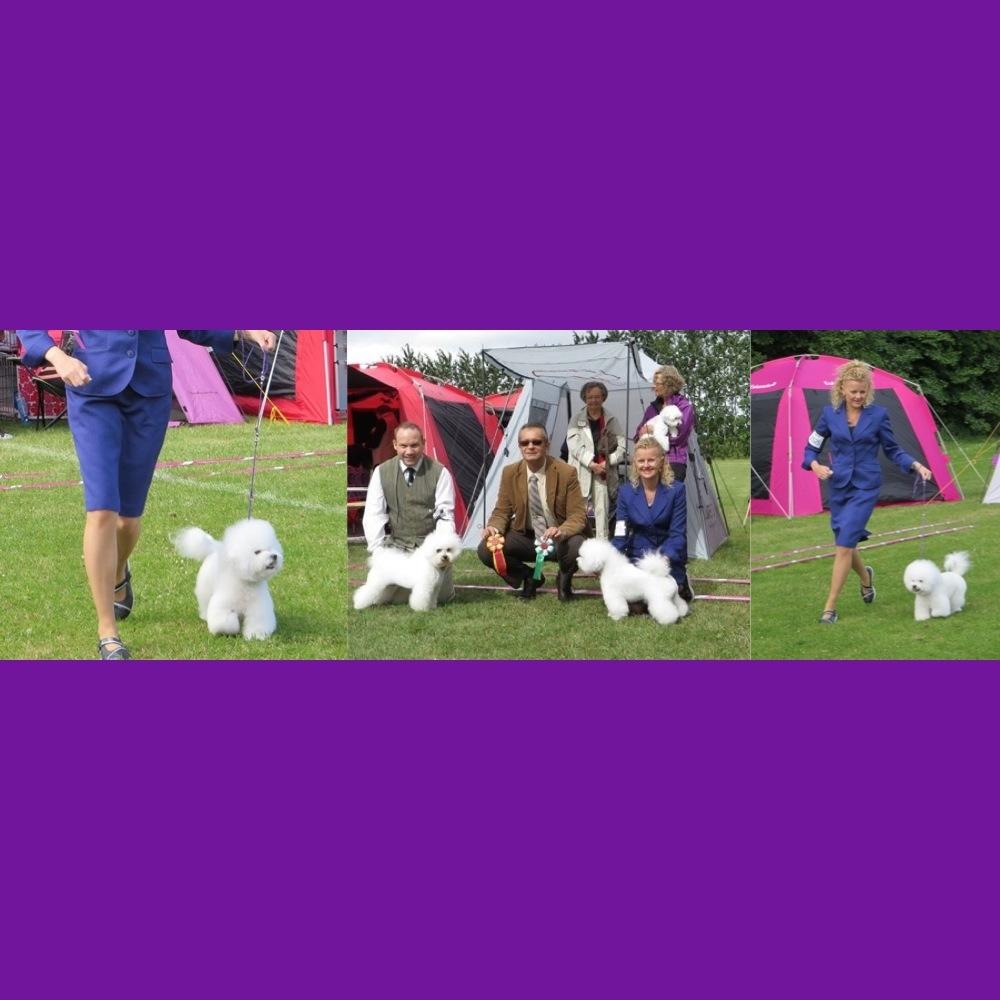 Bichon à poil frisé Zita billede 9