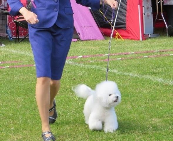 Bichon à poil frisé Zita billede 8