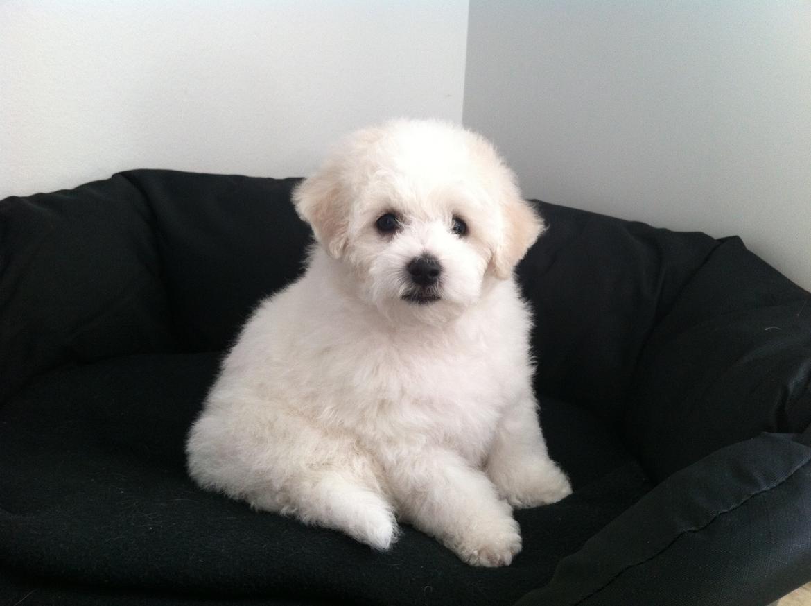 Bichon à poil frisé Zita billede 3