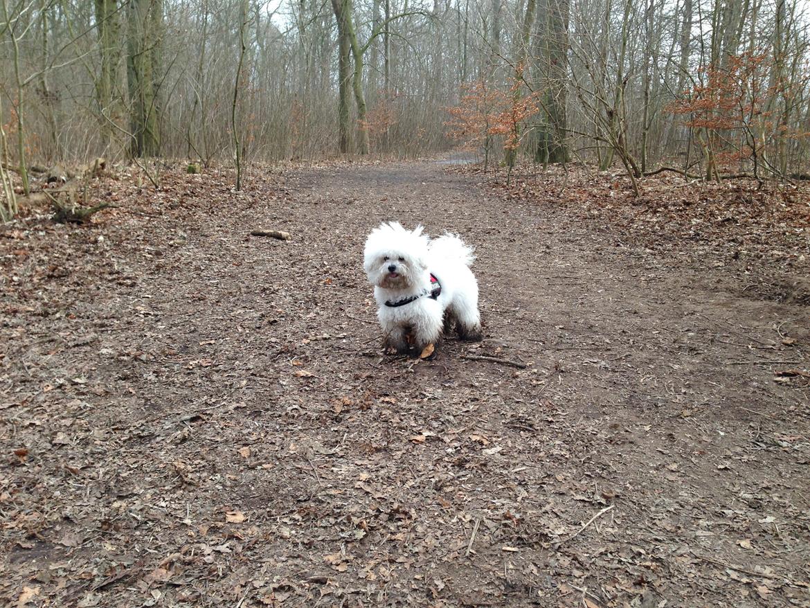 Bichon à poil frisé Zita billede 4