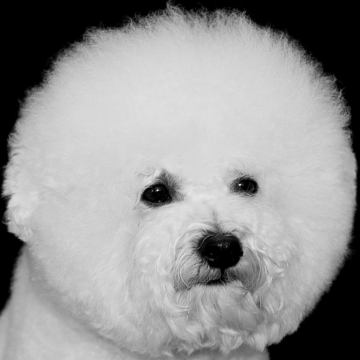 Bichon à poil frisé Zico billede 2