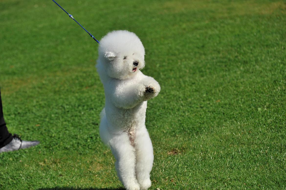 Bichon à poil frisé Zico billede 4