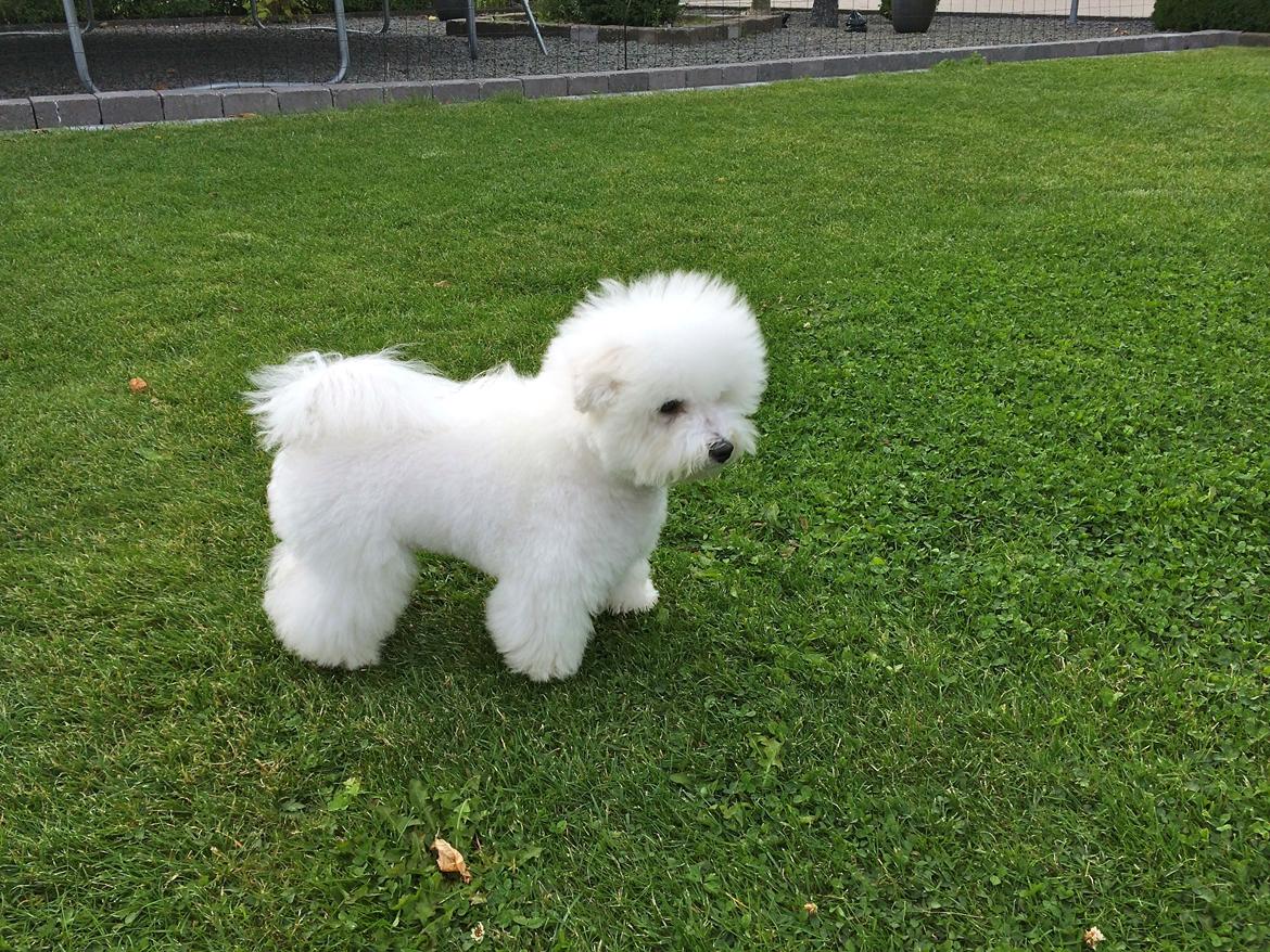 Bichon à poil frisé Zico billede 5