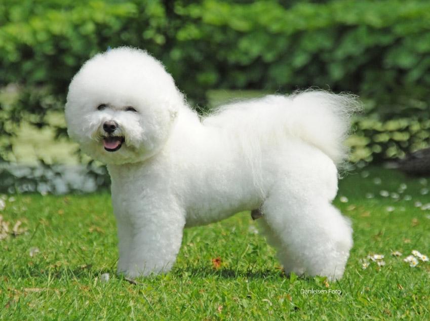 Bichon à poil frisé Zico billede 1