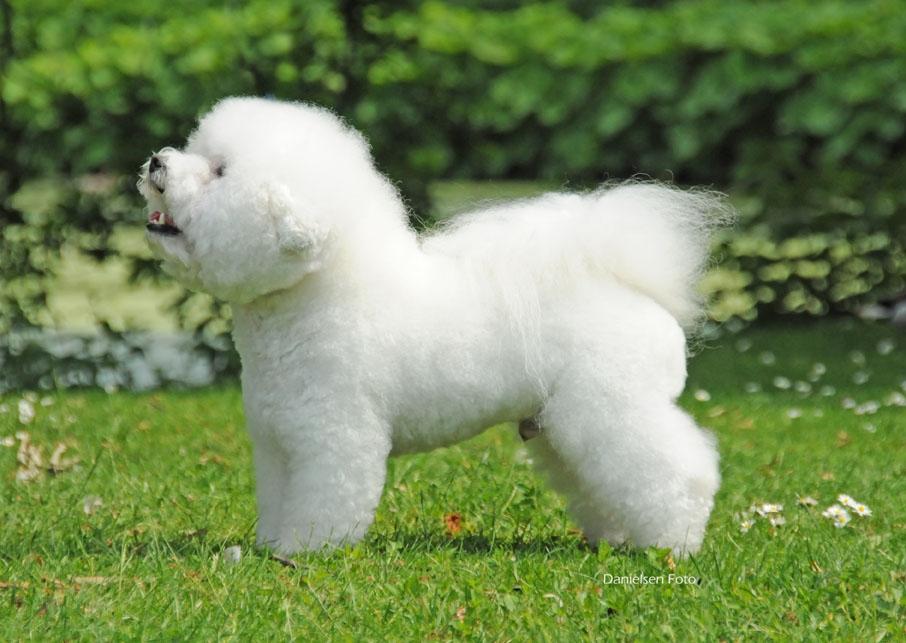 Bichon à poil frisé Zico billede 3
