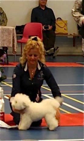 Bichon à poil frisé Zico - BIS 2 DKK udstilling  billede 6