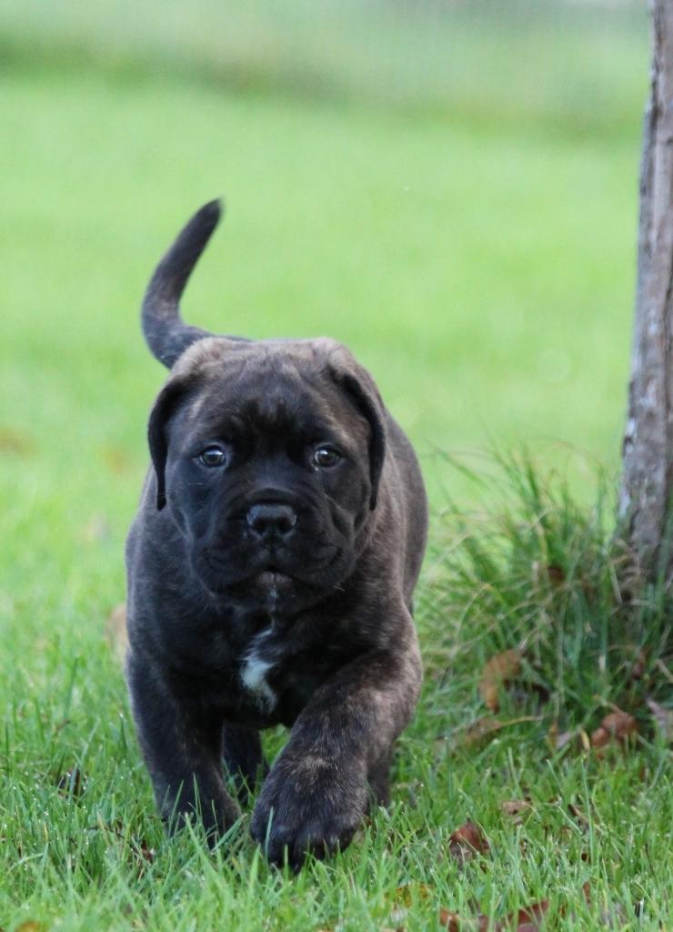 Bullmastiff Bullgrin's Deep Thought "Pawla" billede 1