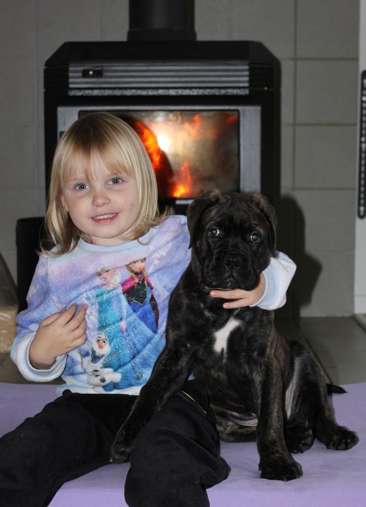 Bullmastiff Bullgrin's Deep Thought "Pawla" billede 3