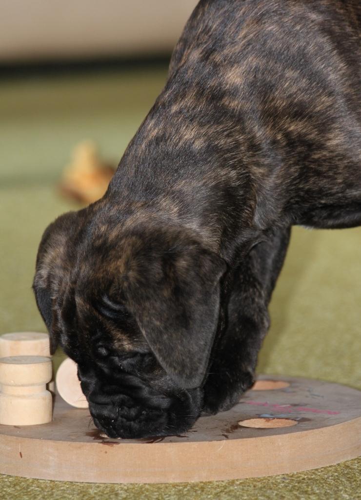 Bullmastiff Bullgrin's Deep Thought "Pawla" billede 4