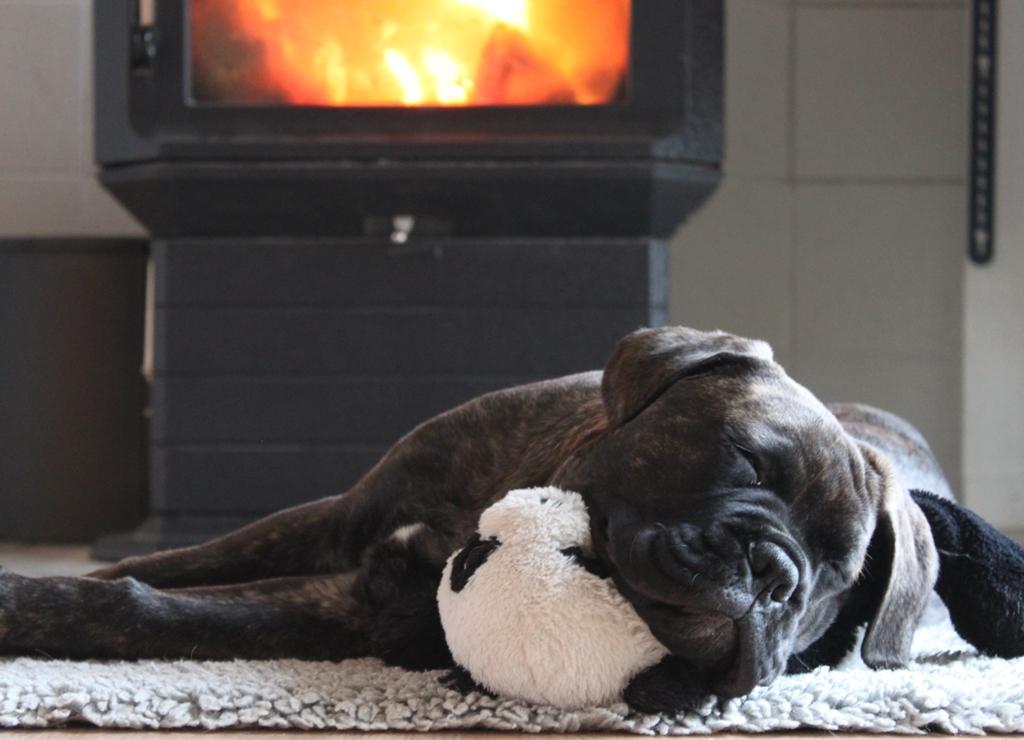 Bullmastiff Bullgrin's Deep Thought "Pawla" billede 5