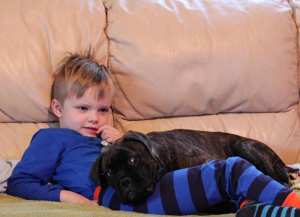 Bullmastiff Bullgrin's Deep Thought "Pawla" billede 6