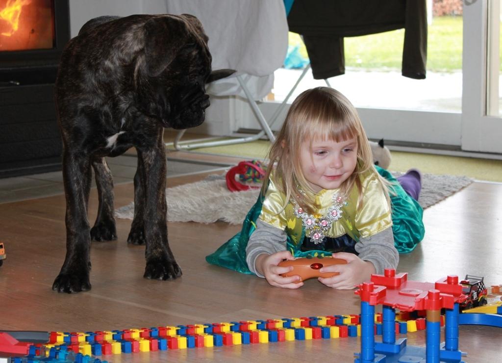 Bullmastiff Bullgrin's Deep Thought "Pawla" billede 7