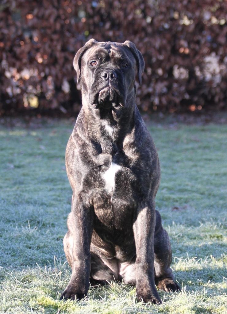 Bullmastiff Bullgrin's Deep Thought "Pawla" billede 8