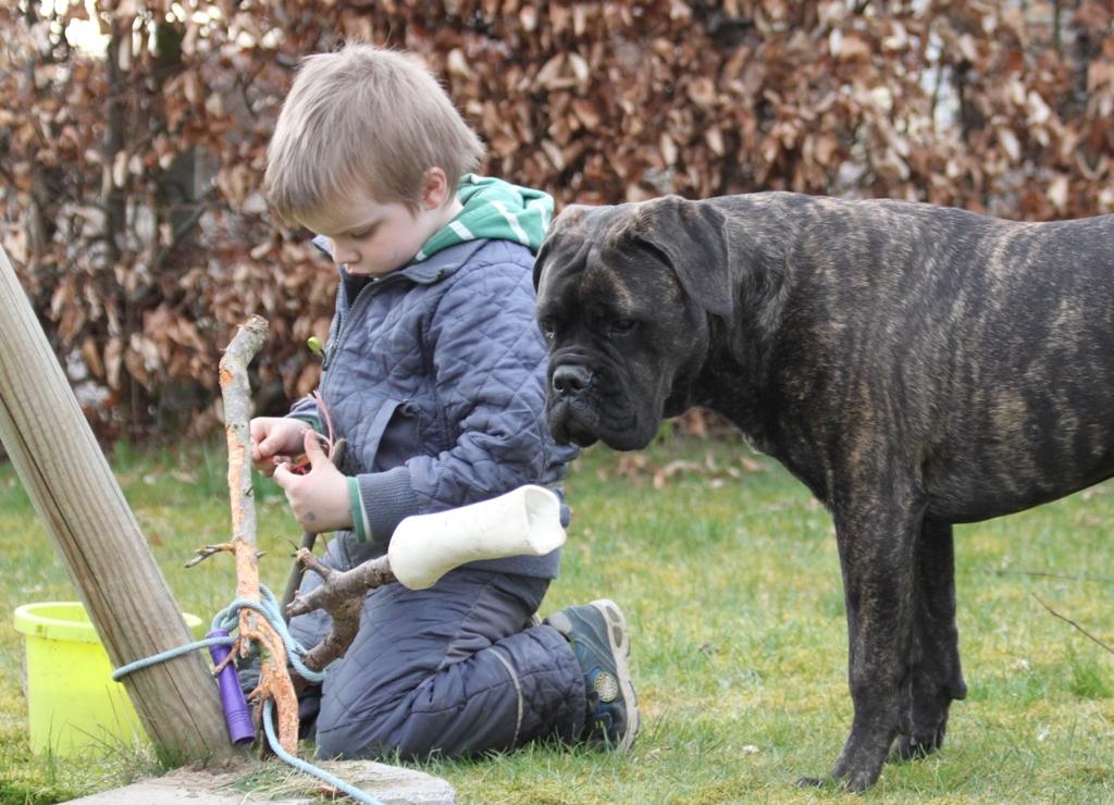 Bullmastiff Bullgrin's Deep Thought "Pawla" billede 9