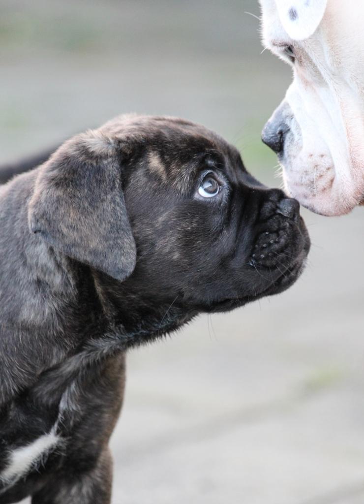 Bullmastiff Bullgrin's Deep Thought "Pawla" billede 2