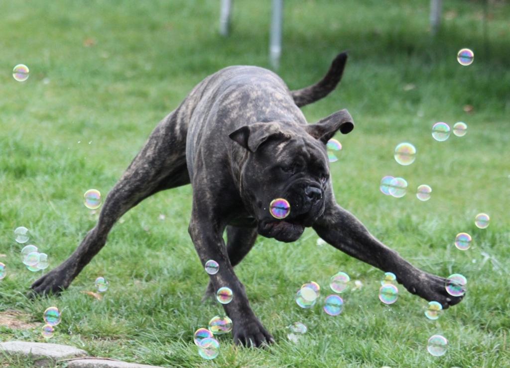 Bullmastiff Bullgrin's Deep Thought "Pawla" billede 11