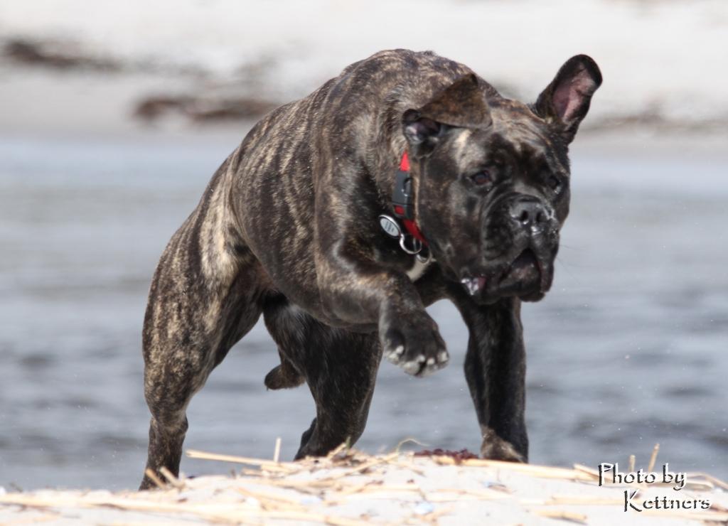 Bullmastiff Bullgrin's Deep Thought "Pawla" billede 12