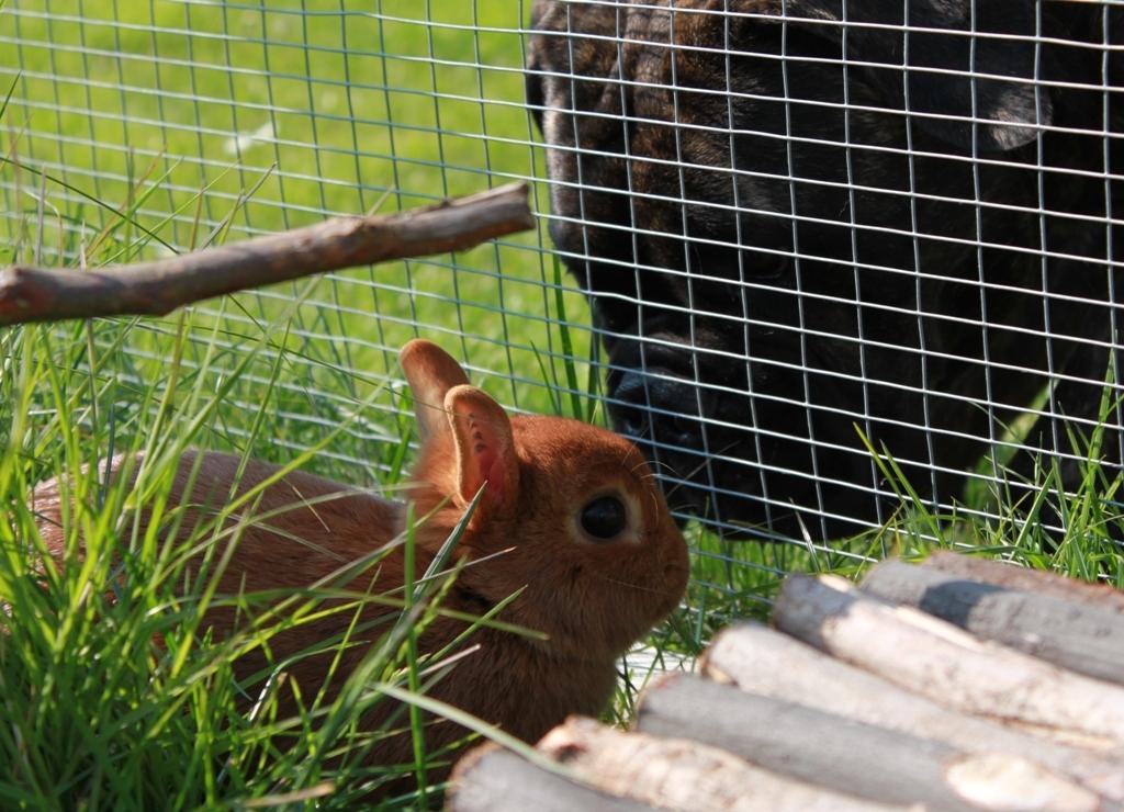 Bullmastiff Bullgrin's Deep Thought "Pawla" billede 14