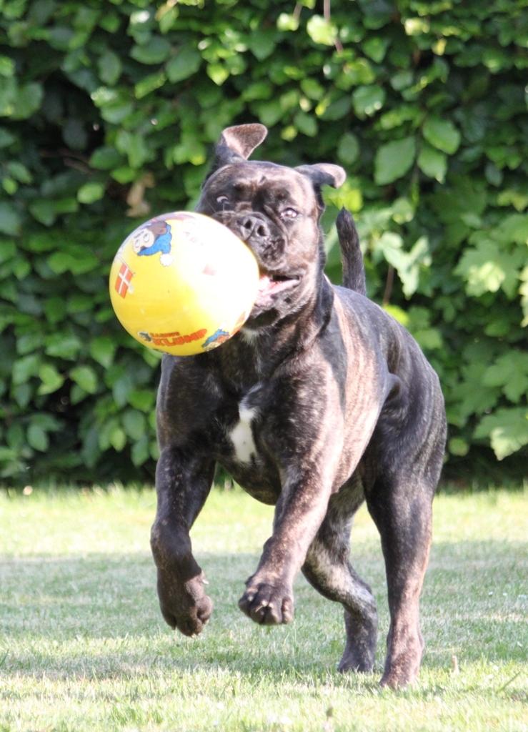 Bullmastiff Bullgrin's Deep Thought "Pawla" billede 15