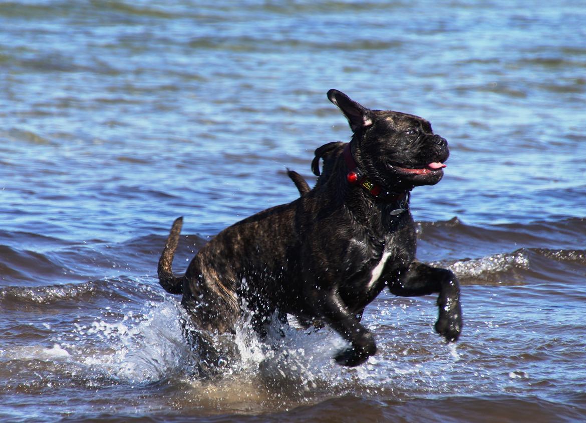 Bullmastiff Bullgrin's Deep Thought "Pawla" billede 16