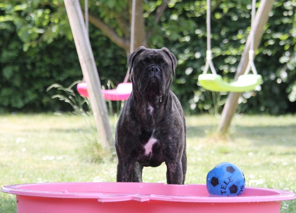 Bullmastiff Bullgrin's Deep Thought "Pawla" billede 17