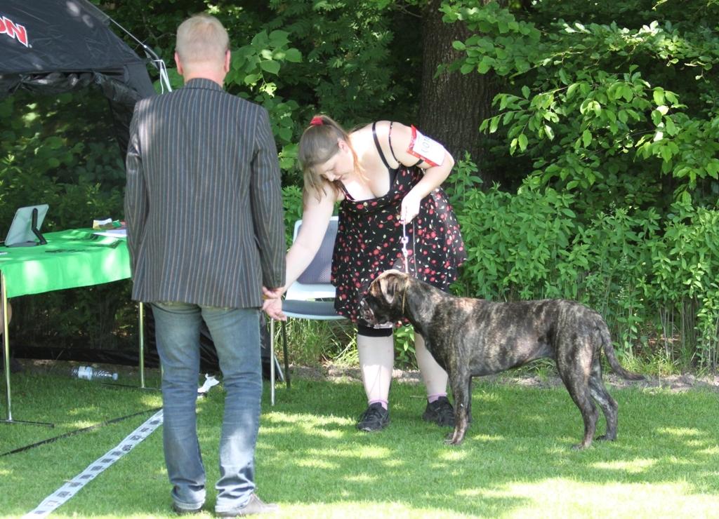 Bullmastiff Bullgrin's Deep Thought "Pawla" billede 18