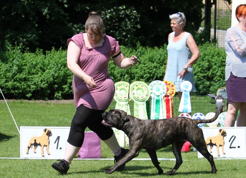Bullmastiff Bullgrin's Deep Thought "Pawla" billede 19