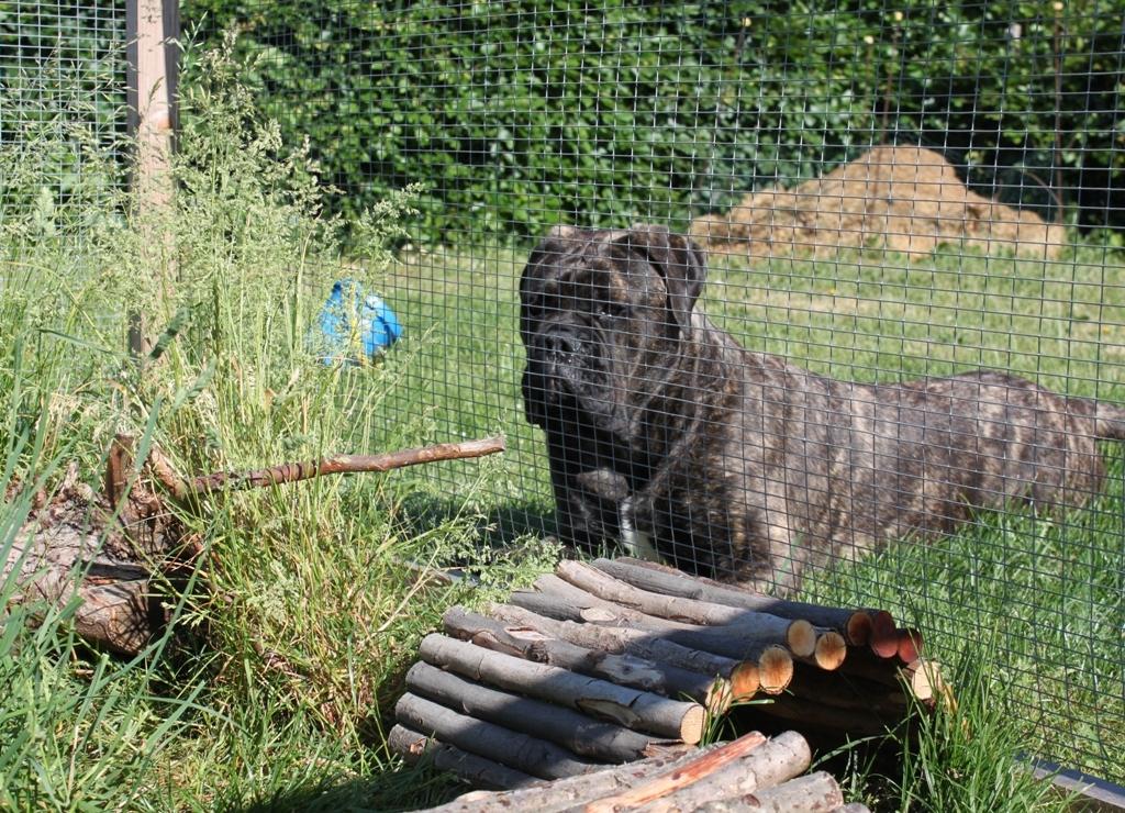Bullmastiff Bullgrin's Deep Thought "Pawla" billede 20