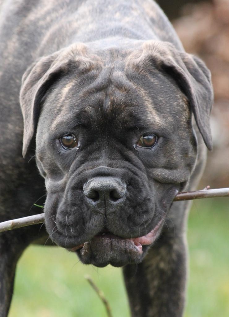 Bullmastiff Bullgrin's Deep Thought "Pawla" billede 10