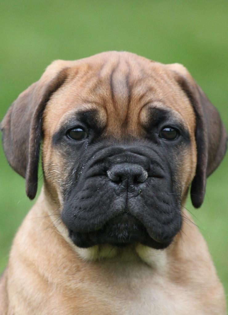 Bullmastiff Berenice Honey Dynasty "Nike" billede 4