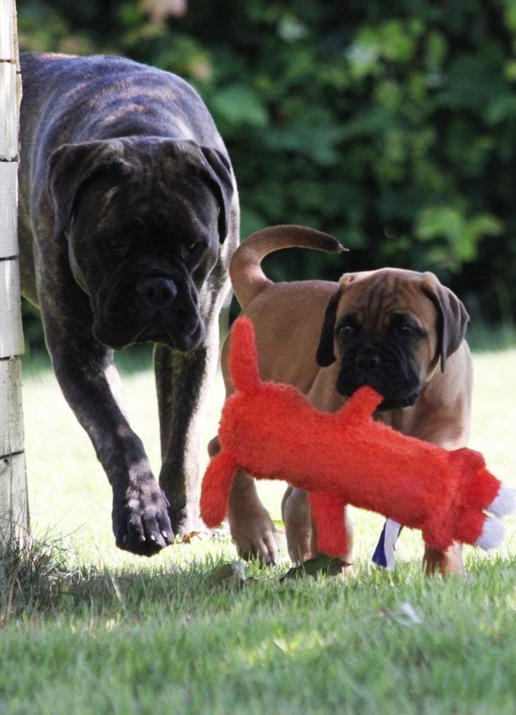 Bullmastiff Berenice Honey Dynasty "Nike" billede 9