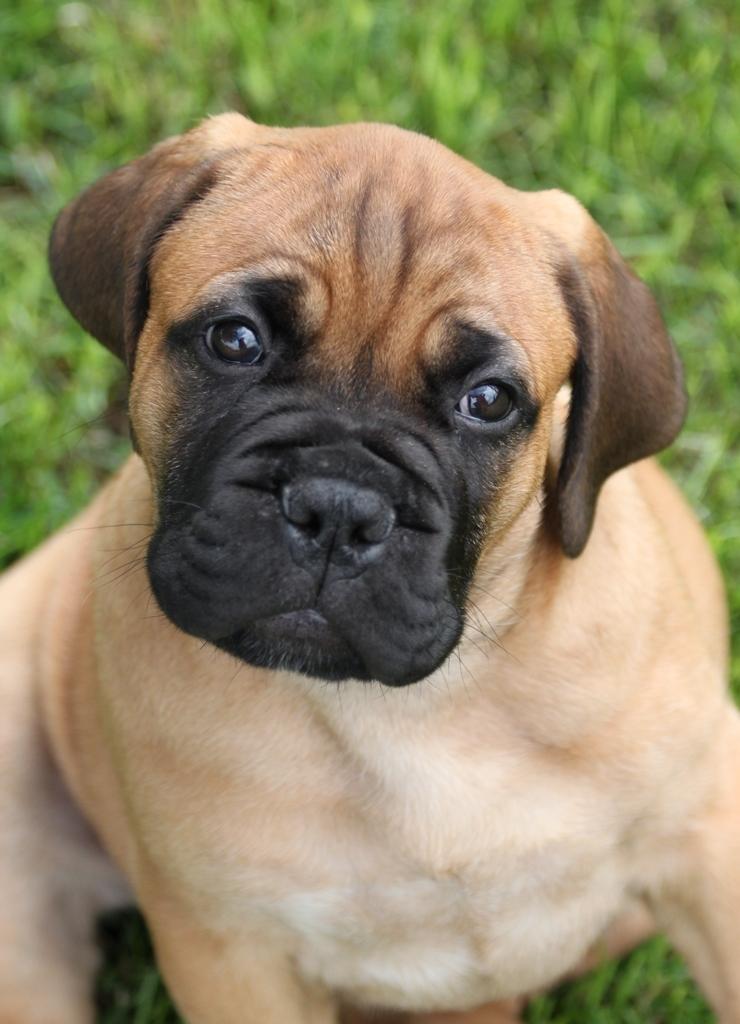 Bullmastiff Berenice Honey Dynasty "Nike" billede 7