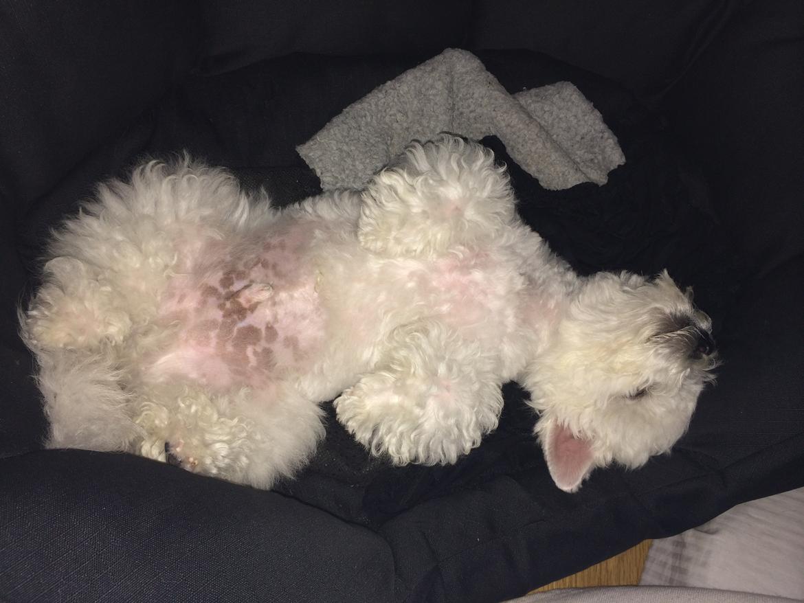 Bichon à poil frisé Zico billede 7