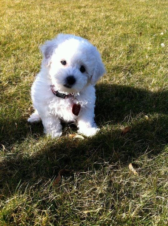 Bichon à poil frisé Zita billede 5