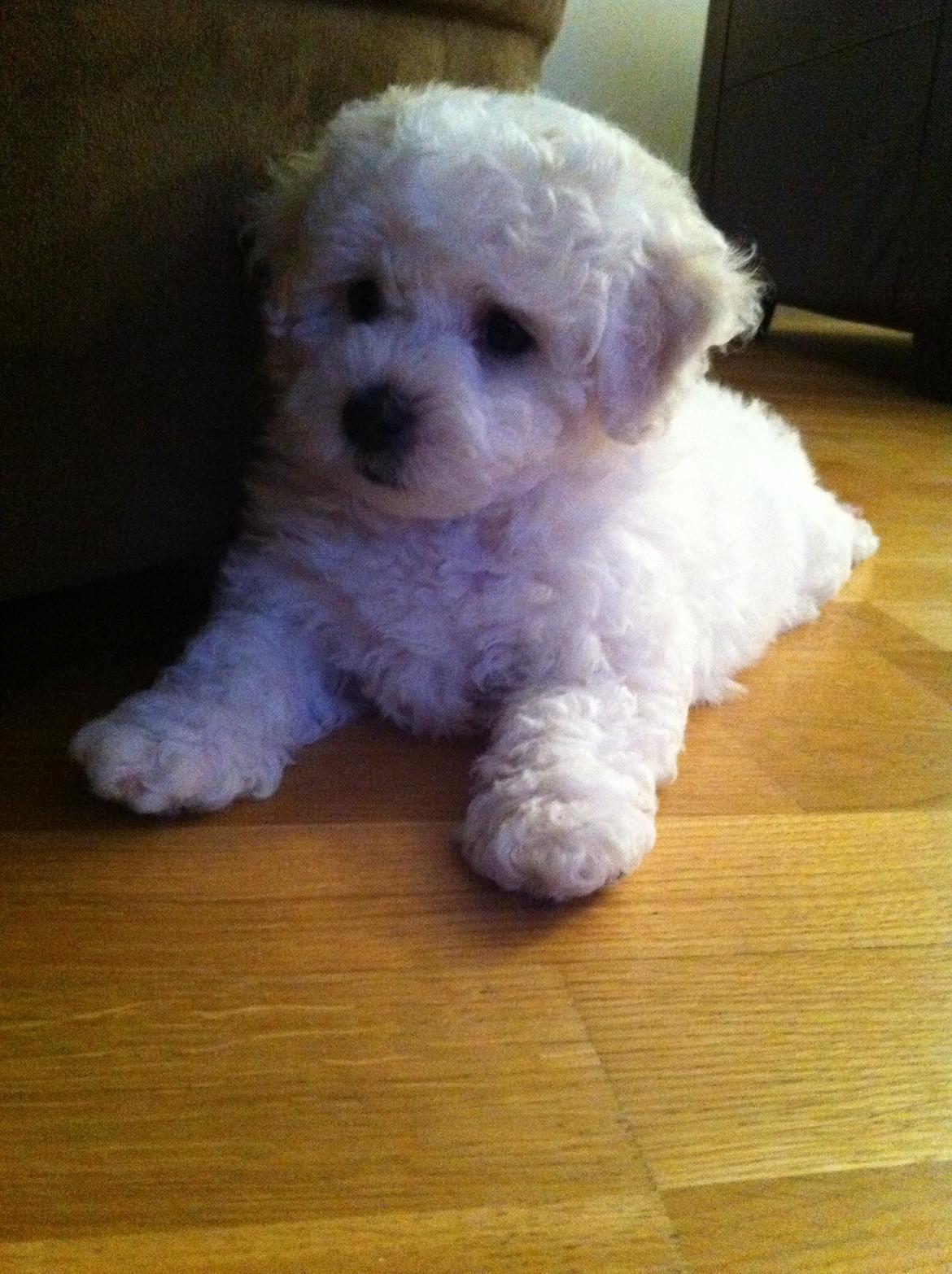 Bichon à poil frisé Zita billede 6