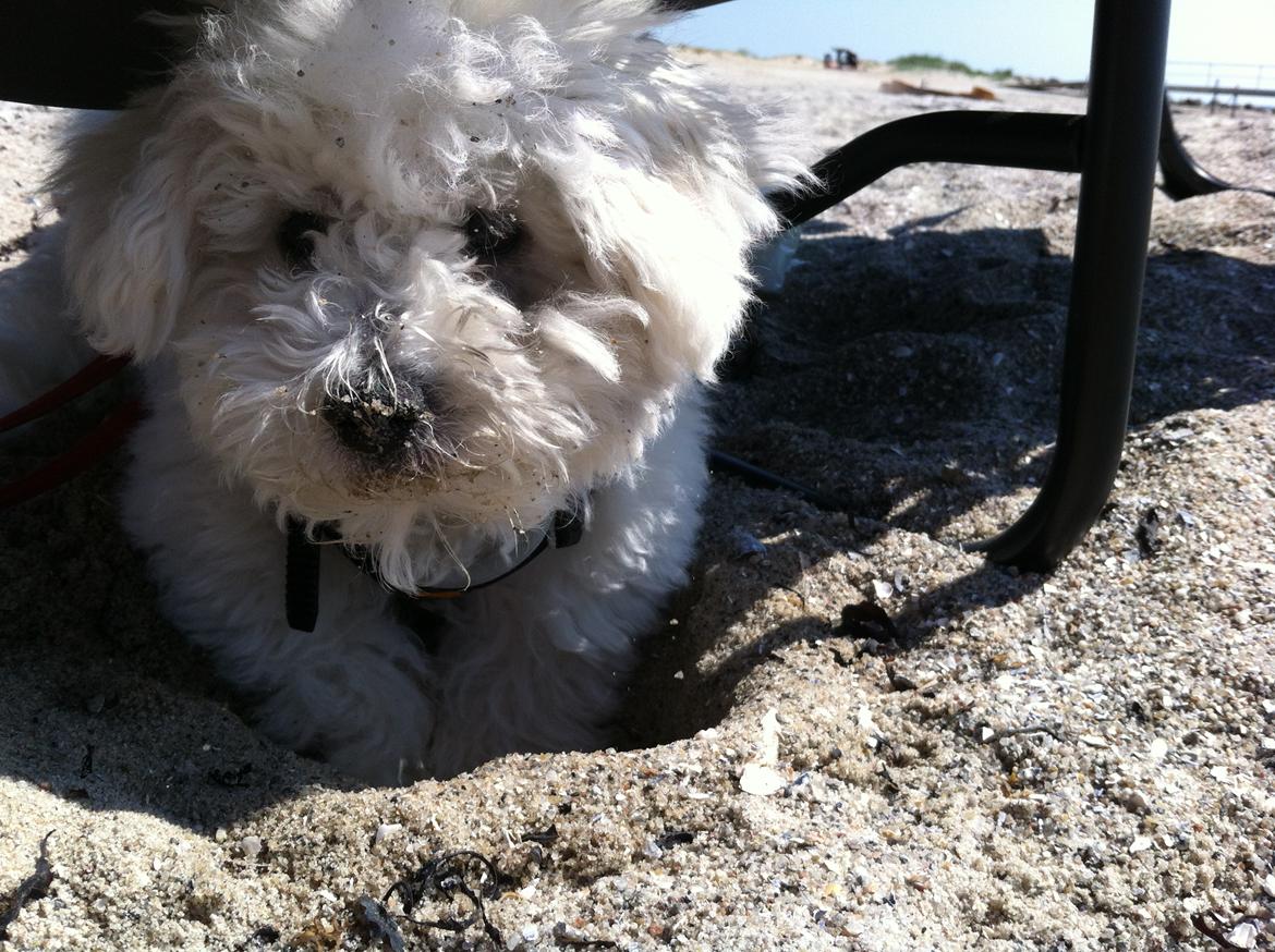 Bichon à poil frisé Zita billede 7