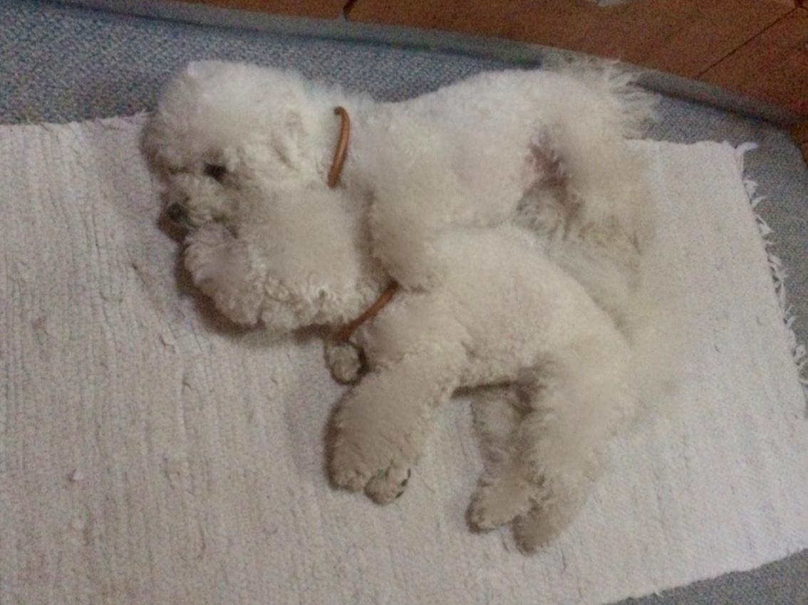 Bichon à poil frisé Zico billede 8